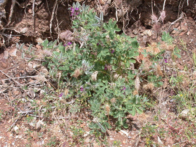 Plancia ëd Lupinus hirsutissimus Benth.