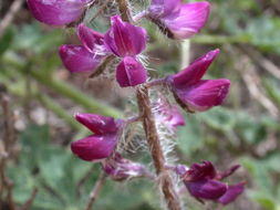 Plancia ëd Lupinus hirsutissimus Benth.