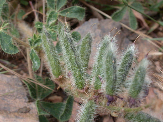 Plancia ëd Lupinus hirsutissimus Benth.