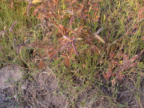 Image of hollowleaf annual lupine