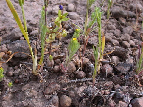 Image of small tarweed