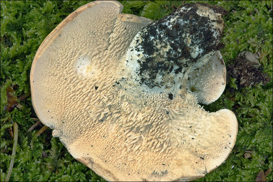 Image of wood hedgehog