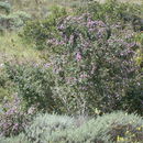 Image of <i>Malacothamnus fasciculatus</i> var. <i>catalinensis</i>