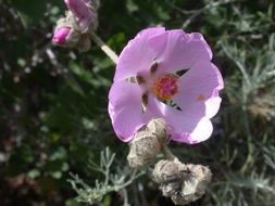 Image of <i>Malacothamnus fasciculatus</i> var. <i>catalinensis</i>