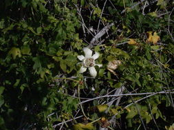 Image of Marah macrocarpa (Greene) Greene