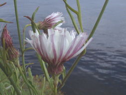 Imagem de Malacothrix saxatilis (Nutt.) Torr. & A. Gray