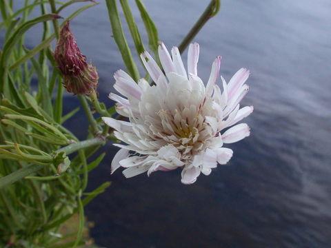 Imagem de Malacothrix saxatilis (Nutt.) Torr. & A. Gray