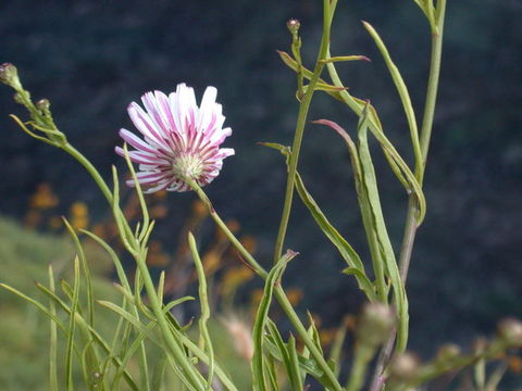 Image of cliff desertdandelion