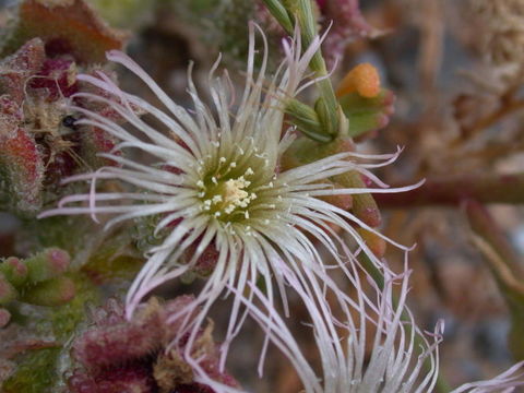 Image of common iceplant