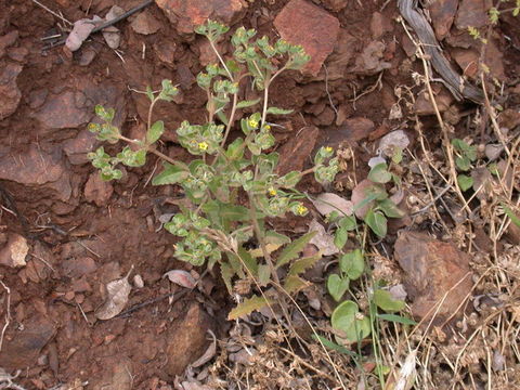 Image of San Luis blazingstar