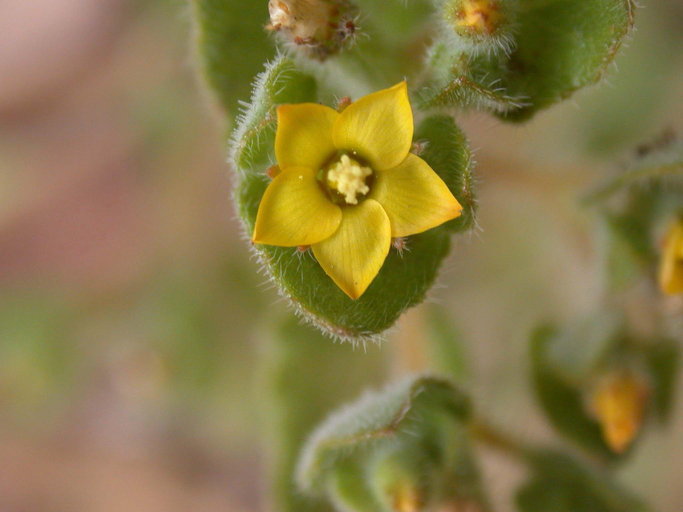 Image of San Luis blazingstar