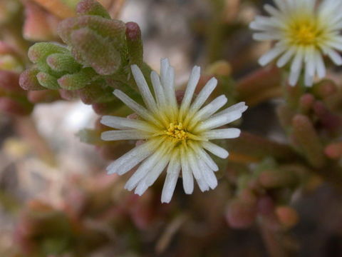 Слика од Mesembryanthemum nodiflorum L.