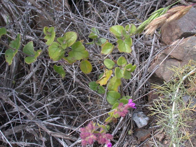 Image of <i>Mirabilis <i>laevis</i></i> var. laevis