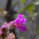 Image of <i>Mirabilis <i>laevis</i></i> var. laevis