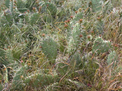 Image of Coastal Prickly-pear