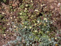 Image of Emory's rockdaisy