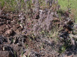 Phacelia cicutaria Greene resmi