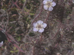 Phacelia cicutaria Greene resmi