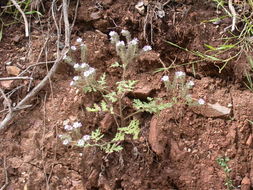 Phacelia cicutaria Greene resmi