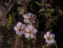 Phacelia cicutaria Greene resmi