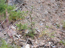 Image of Lyon's phacelia