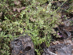 Image de Pholistoma racemosum (Nutt. ex A. Gray) Constance