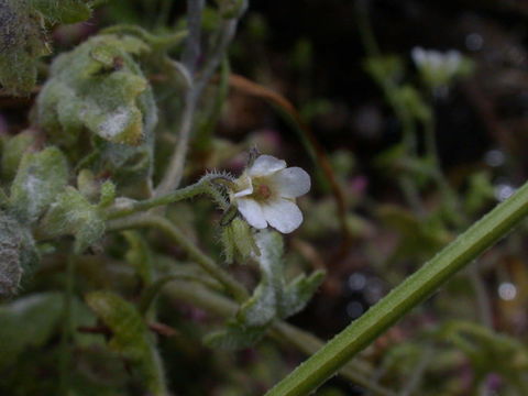 Image of racemed fiestaflower