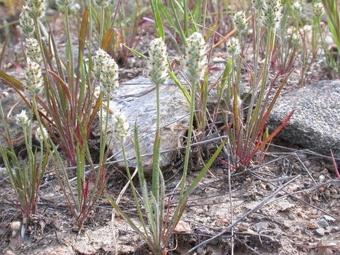 Imagem de Plantago erecta Morris