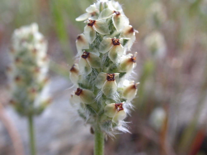 Plantago erecta Morris的圖片