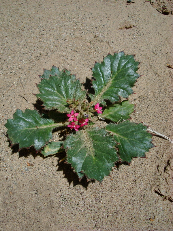 Image of broad-leaf gilia
