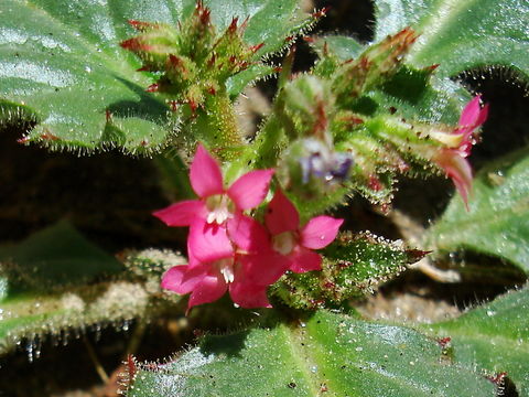 Plancia ëd Aliciella latifolia (S. Watson) J. M. Porter