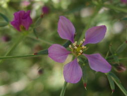 Image of California fagonbush