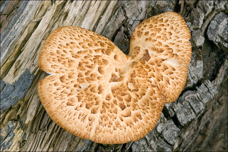 Image de Polypore écailleux