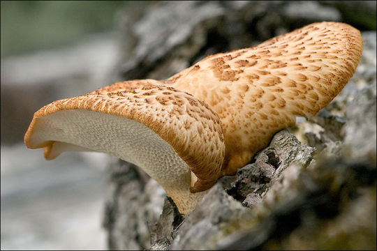 Image de Polypore écailleux