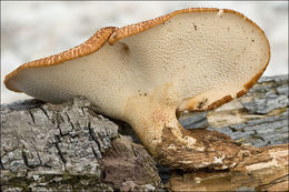 Image de Polypore écailleux