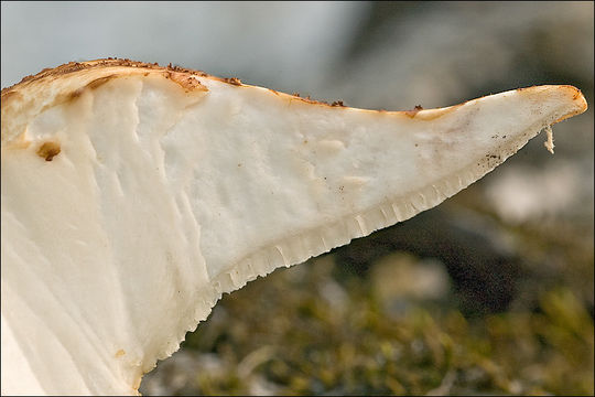 Image de Polypore écailleux