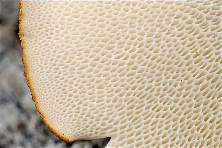 Image de Polypore écailleux