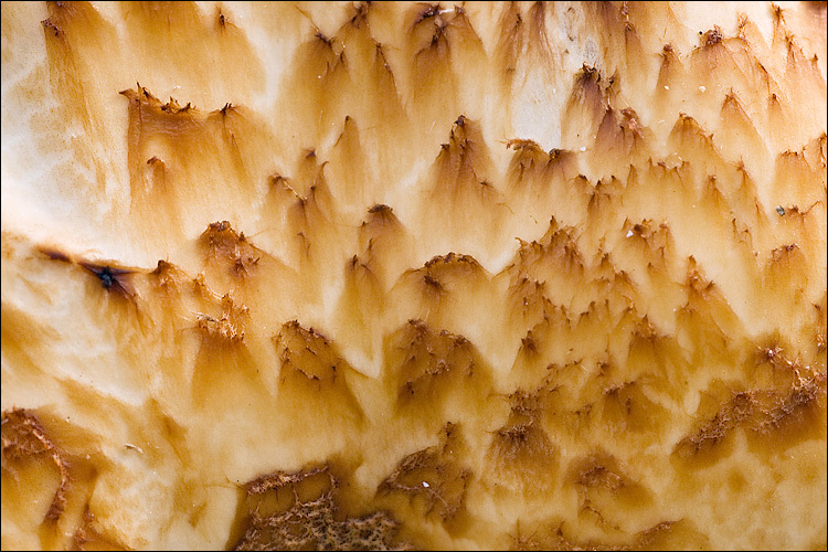 Image de Polypore écailleux