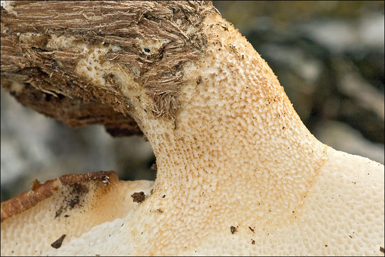 Image de Polypore écailleux