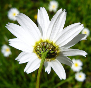 Image of stinking chamomile