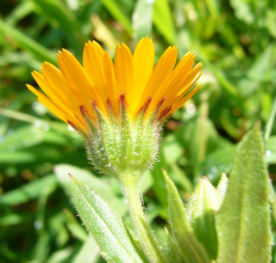 Image of field marigold