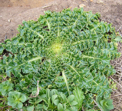 Image of Alameda County thistle