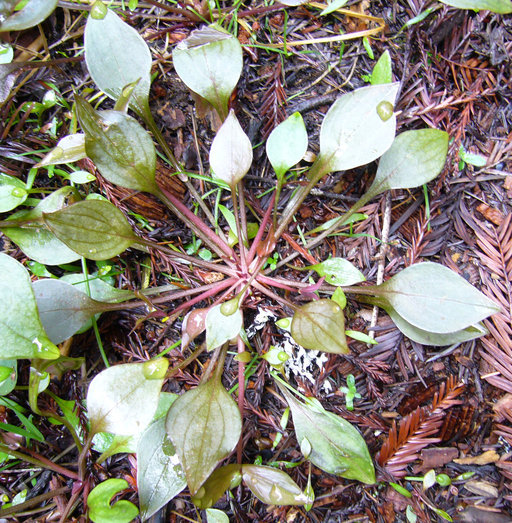 Image of Siberian springbeauty