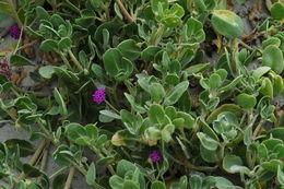 Image of red sand verbena