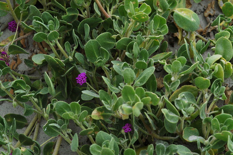 Image of red sand verbena