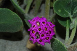 Image of red sand verbena