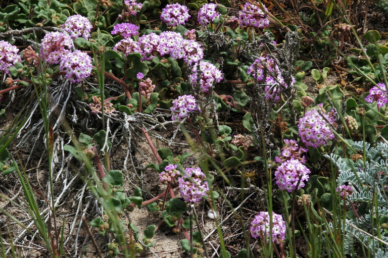 Image of pink sand verbena