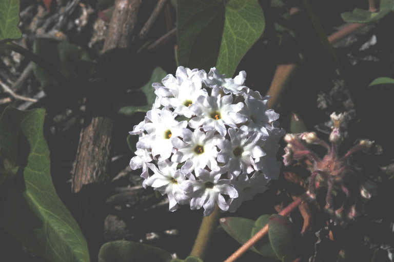 Image of pink sand verbena