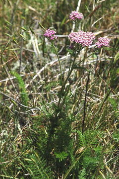 Image of yarrow, milfoil