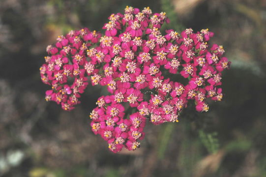 Image of yarrow, milfoil